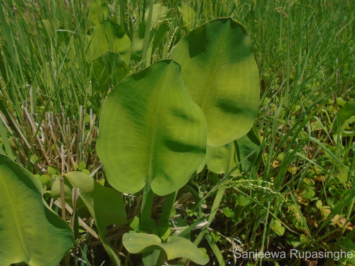 Limnocharis flava (L.) Buchenau